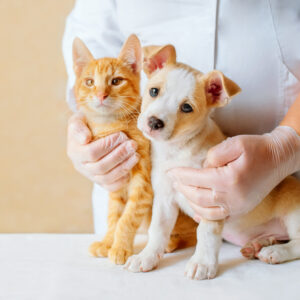 pets clinic