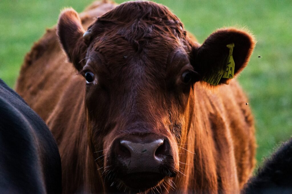 feeder livestock