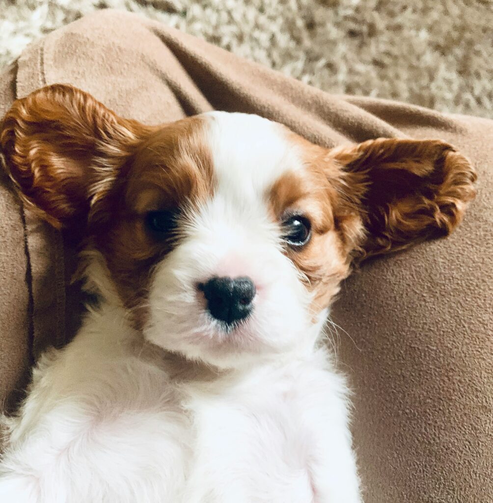 new puppy