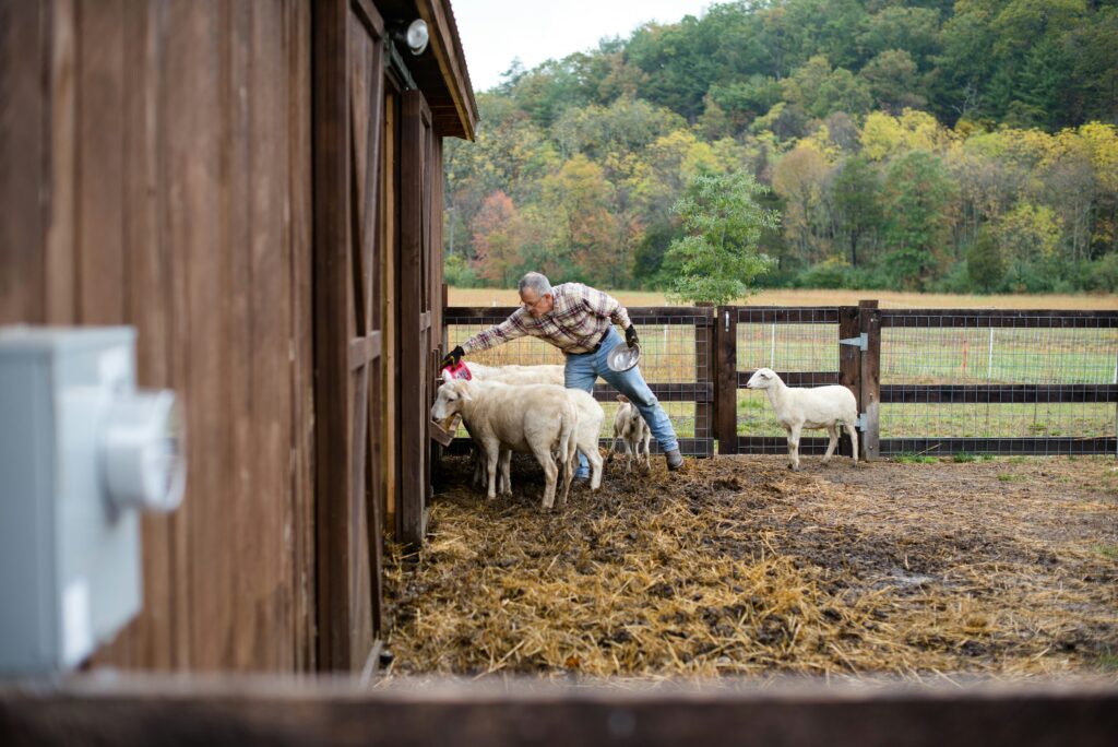 homestead skills for beginners
