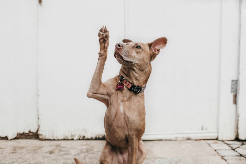 dog training